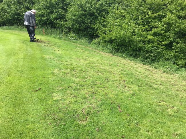 Wildschweine an der 15