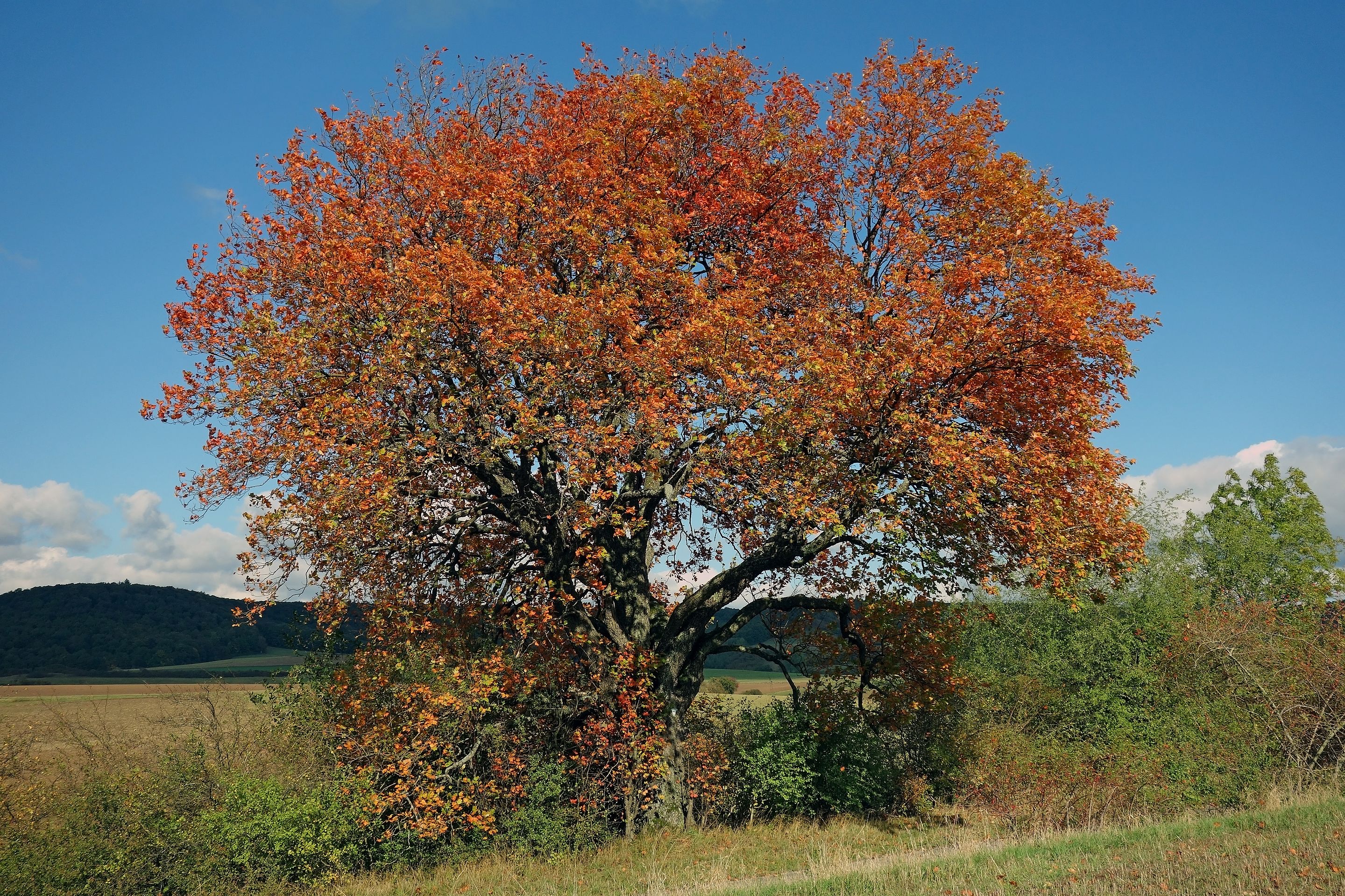 Elsbeere_Herpersdorf